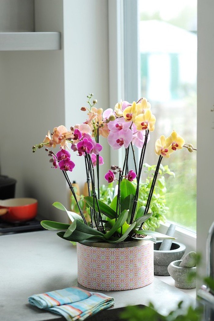 орхидея фаленопсис уход в домашних условиях 