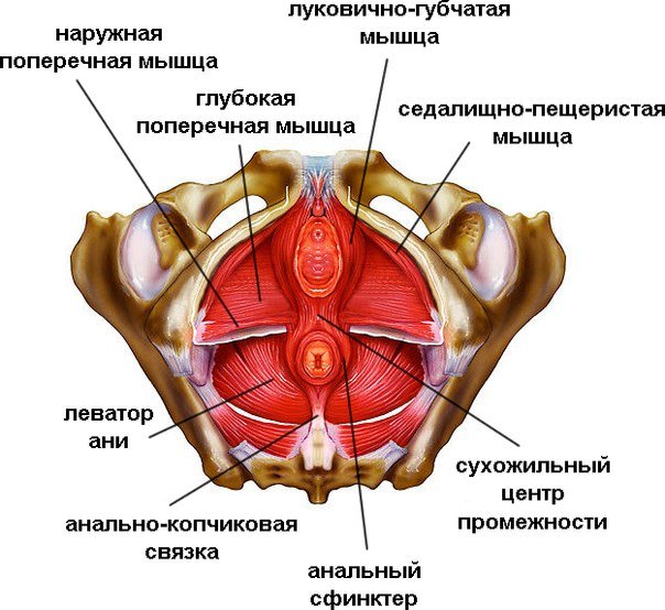 мышцы тазового дна