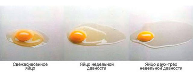 Свежее и несвежее яйца