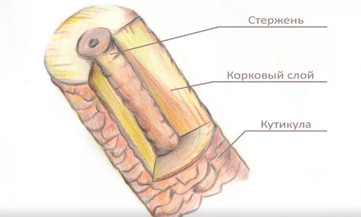 Структура волоса на ресницах