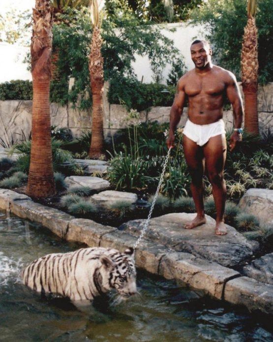 Майк купает тигра