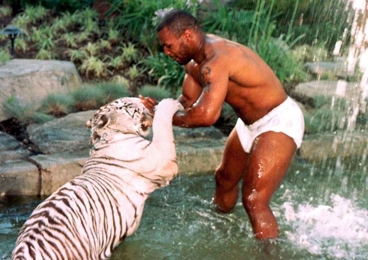 Тайсон играет с тигром.