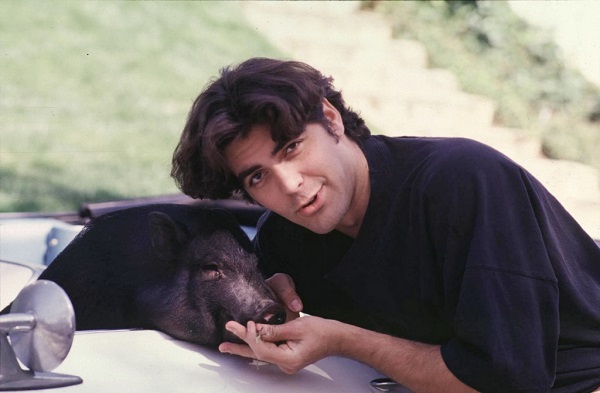 Джордж Клуни со свиньёй