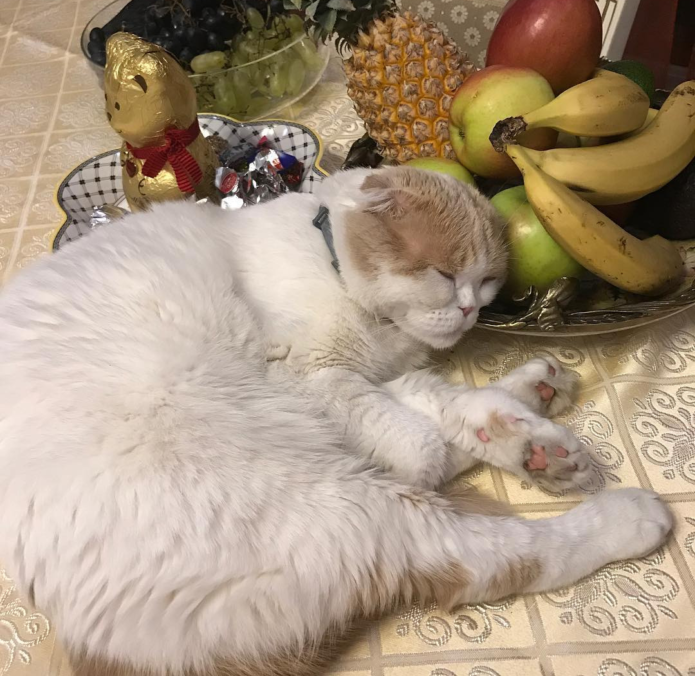Фофан спит возле фруктов