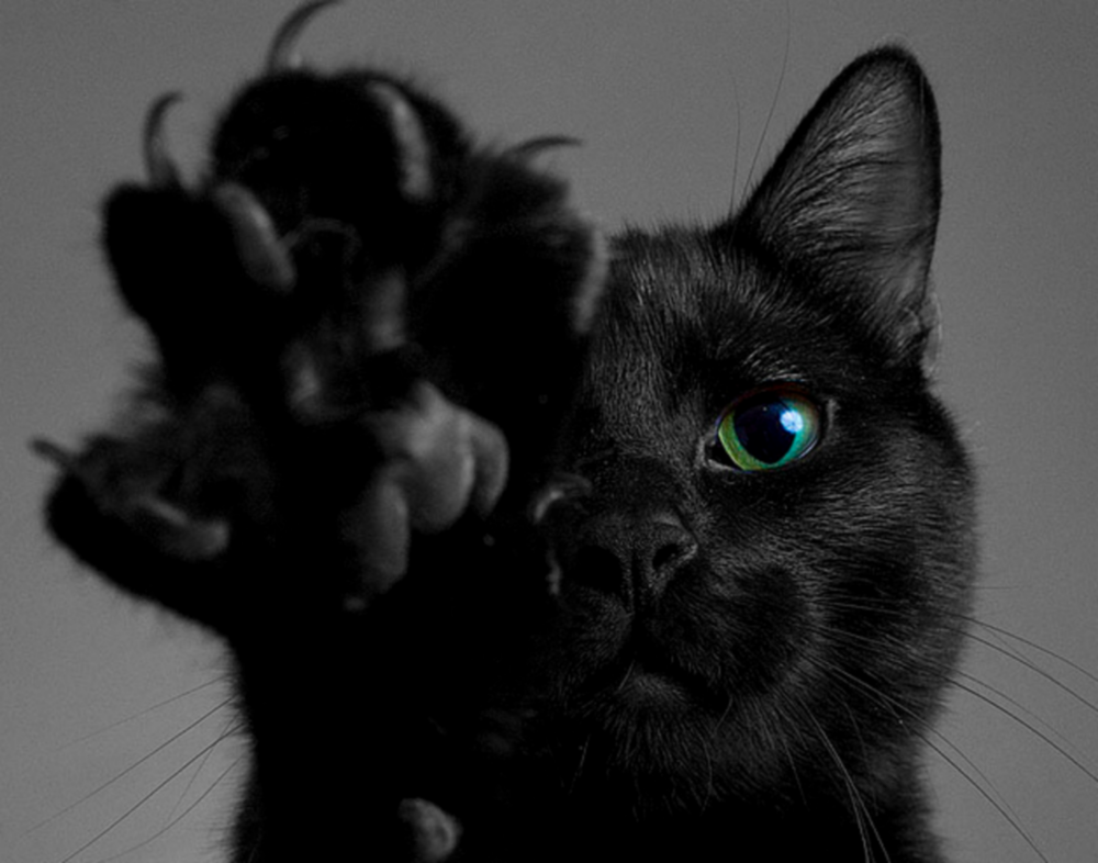 Черный кот. 