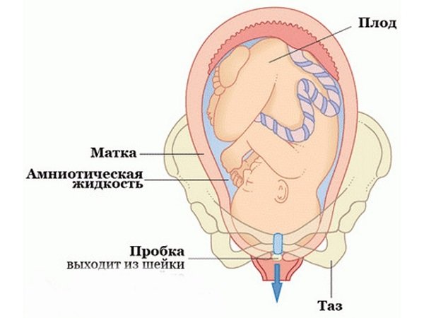 Схематическое изображение ребёнка в утробе матери