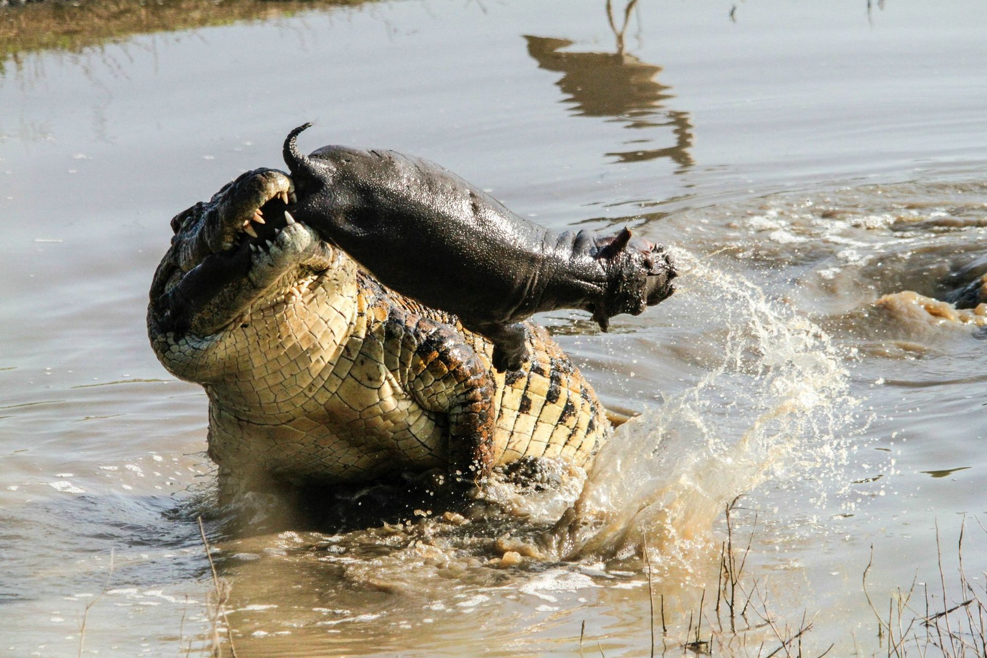 Схватка крокодилов. Гребнистый крокодил против бегемота. Нильский крокодил против бегемота. Гребнистый крокодил vs Нильский крокодил. Гребнистый крокодил нападение.