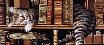 Кот на книжной полке