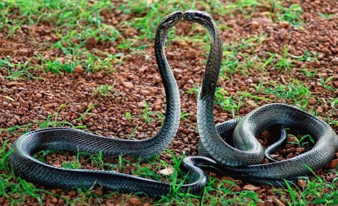 Две влюблённые змеи