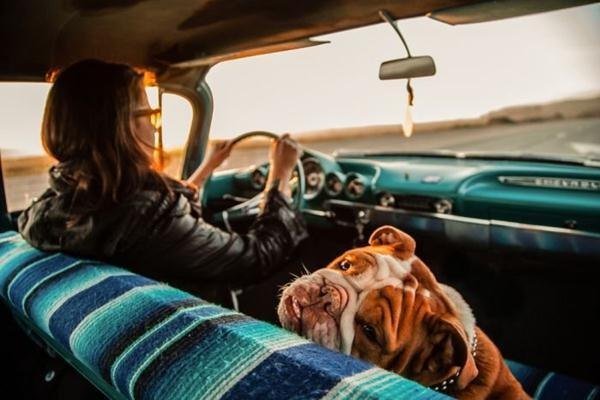 девушка и собака в машине
