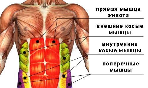 Схема: мышцы живота