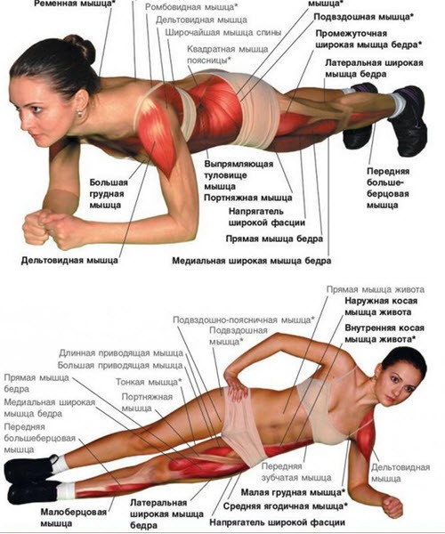 Описание работы мышц при упражнениях планка
