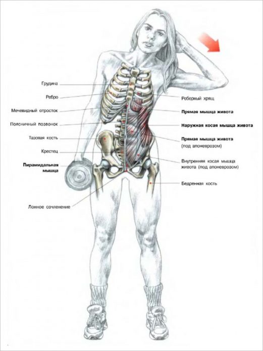 Схема мышц, задействованных при наклонах в сторону с гантелью