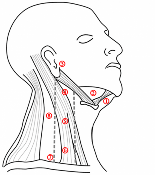Лимфатические узлы на лице и шее