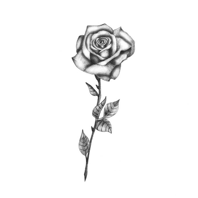 Эскиз роза